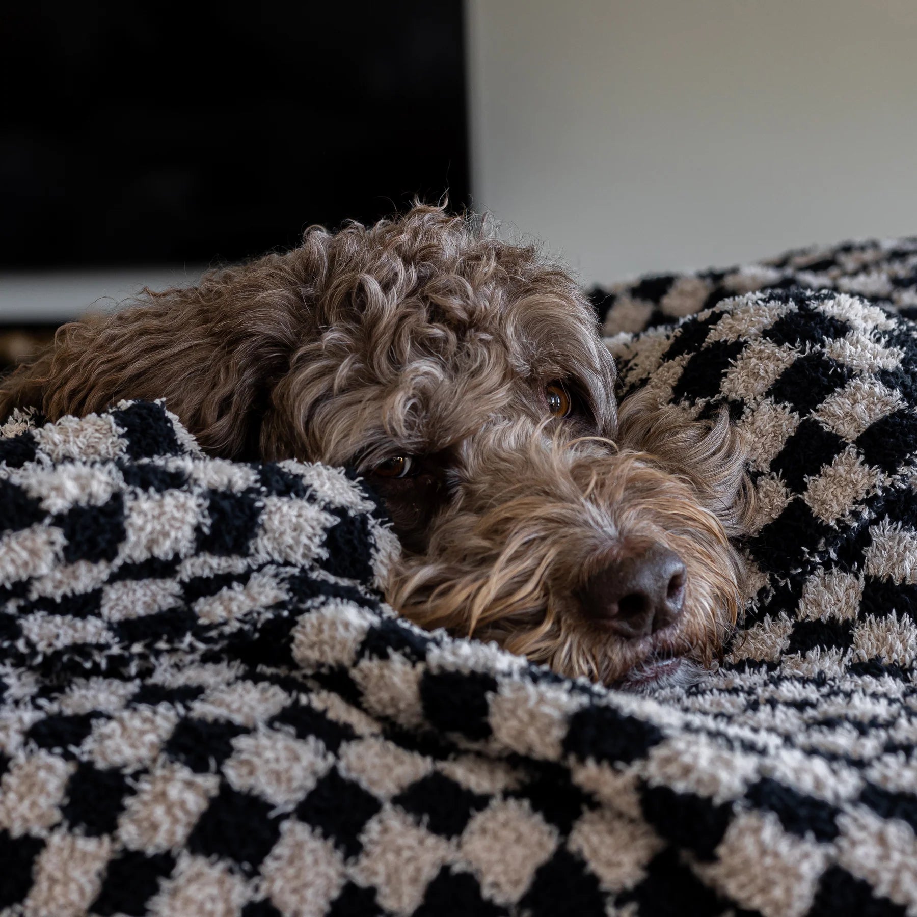 Tap Shoe & Rainy Day Check Print Extended Throw